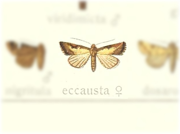 Hiccoda eccausta