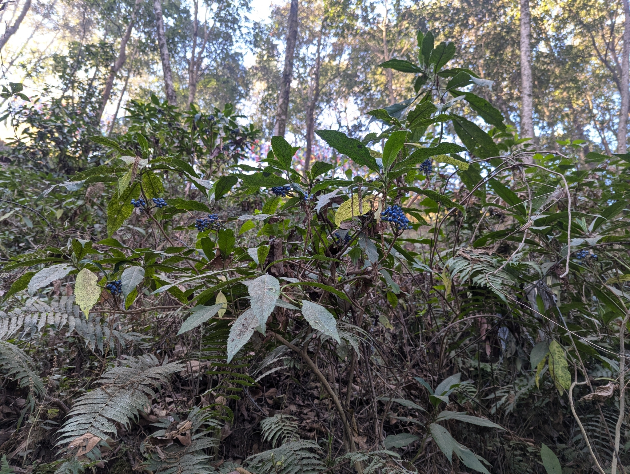 Imagem de Cabeluda
