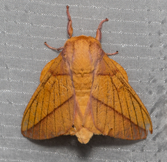 Syssphinx bisecta