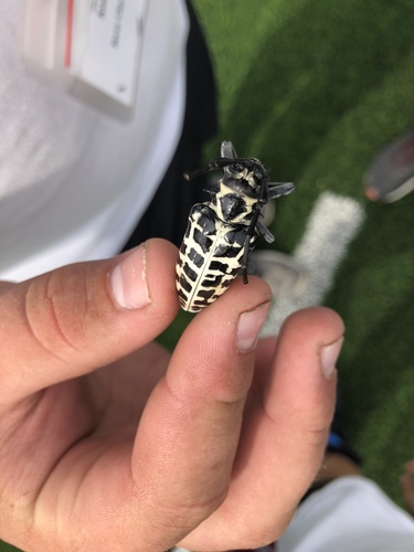 Cottonwood Borer photo 3