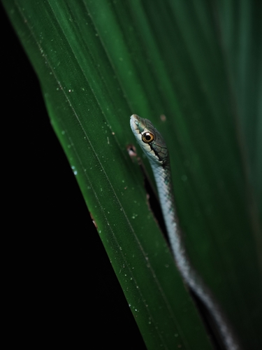 Copper Parrot-Snake