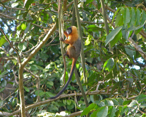 Golden-mantled Saddle-back Tamarin