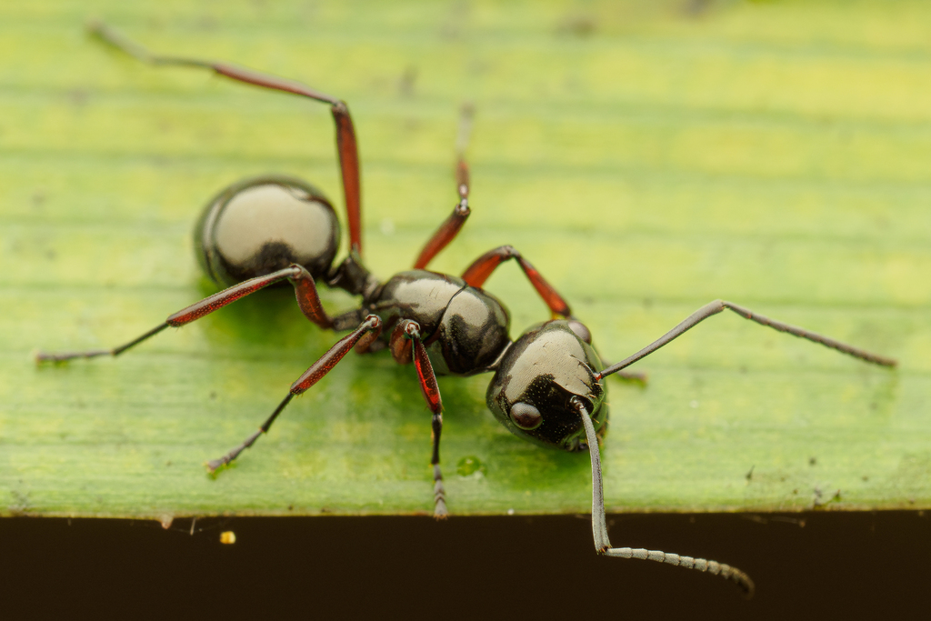 Polyrhachis Ratellata Polyrhachis rastellata from Pelawatte, Ruhunupura, Sri Lanka on ...