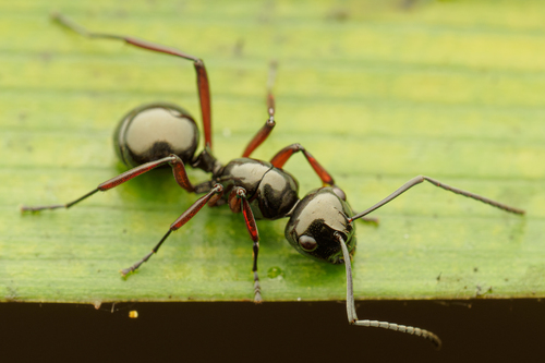 Polyrhachis rastellata (Latreille, 1802)