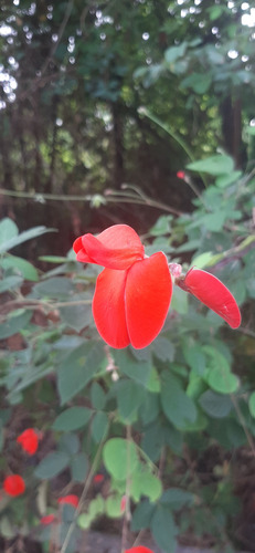 Periandra coccinea
