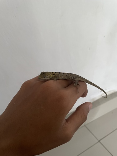 Indian Garden Lizard