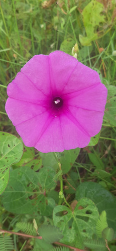 Ginger-leaf Morning-glory