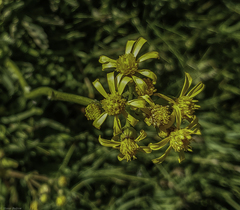 Senecio triangularis