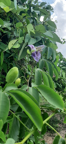 crato passionvine