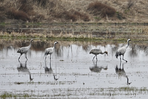Common Crane