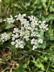 Daucus carota