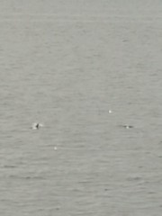 Phocoena phocoena
