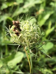 Daucus carota
