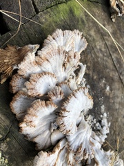 Schizophyllum commune