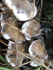 Bjerkandera