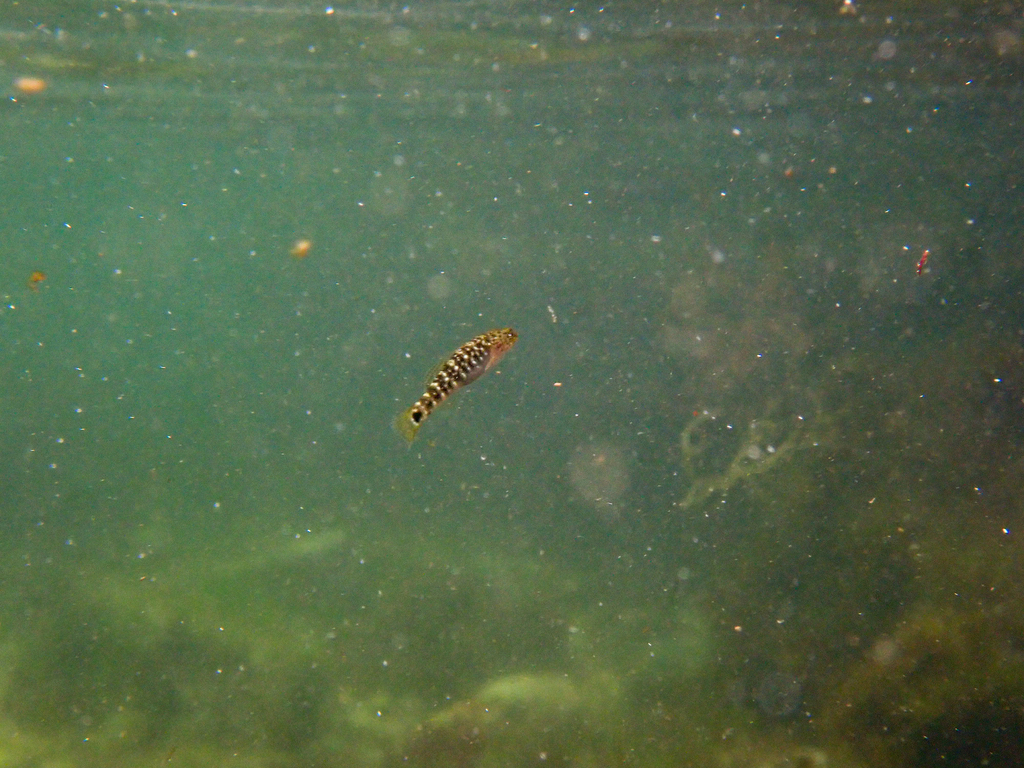 Forktongue goby (Chaenogobius gulosus) — Gobiidae