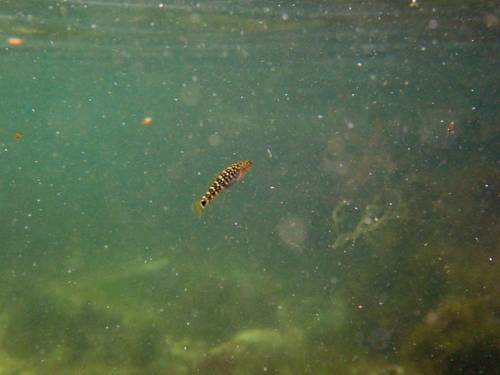 Forktongue goby (Chaenogobius gulosus) — Gobiidae
