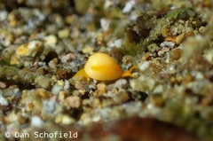 Cystiscidae