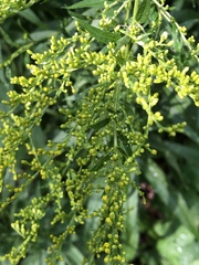 Solidago canadensis
