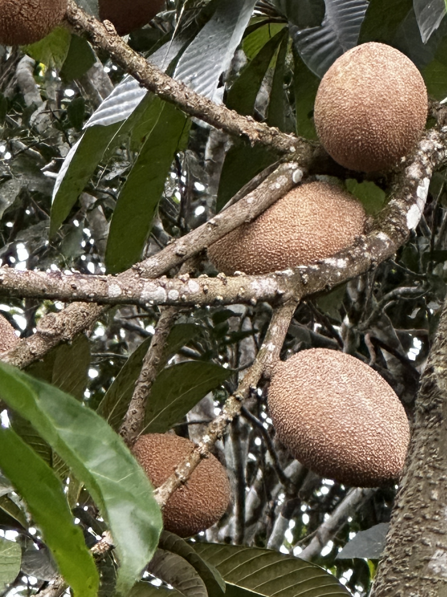 Imagem de Abiu-doce