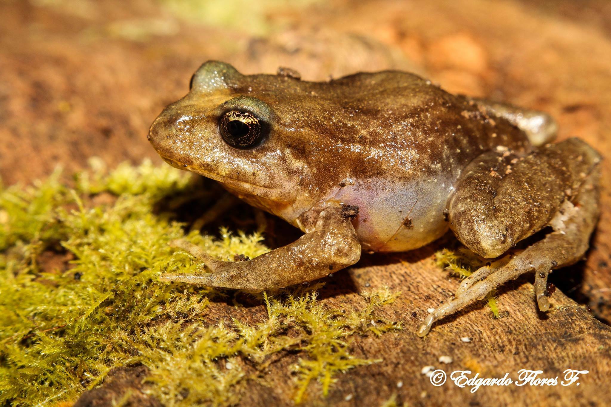 Eupsophus insularis (Philippi, 1902)