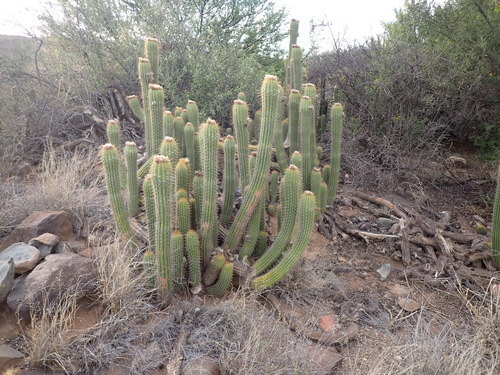 Soehrensia spachiana