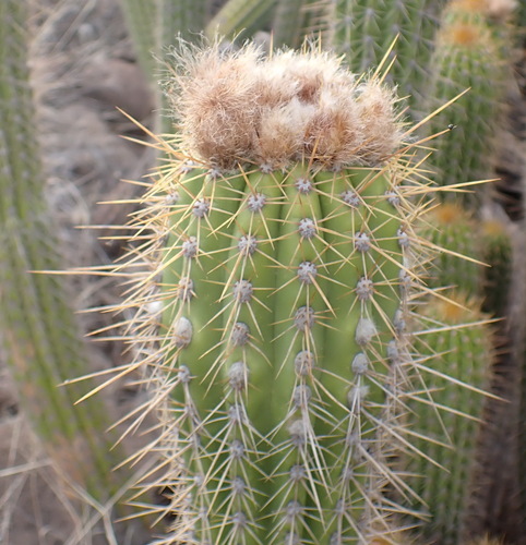 Soehrensia spachiana