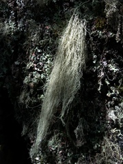 Ramalina thrausta