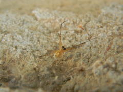 Latrodectus hesperus