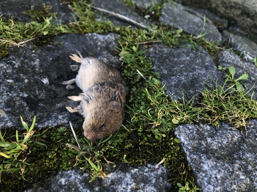 Lusitanian pine vole, Rua da Cruz do Outeiro, Braga, Norte, PT, photo 2 of 10