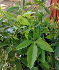 Passiflora incarnata × cincinnata