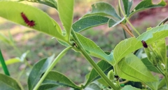 Passiflora incarnata × cincinnata