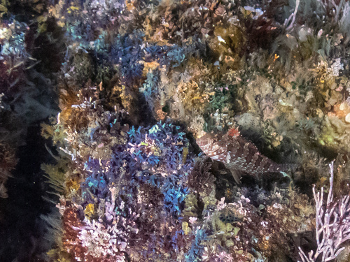 Redside blenny (Malacoctenus hubbsi) — Labrisomidae