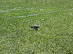 Columba livia