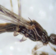 Empicoris culiciformis