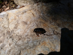 Osmoderma eremicola