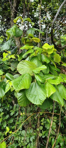 Foto de Tapiá
