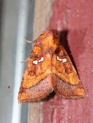 Papaipema leucostigma