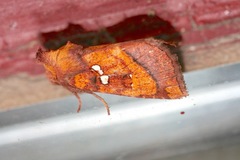 Papaipema leucostigma