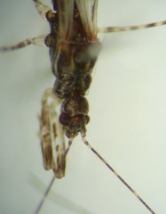 Empicoris culiciformis