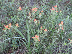 Castilleja durangensis