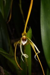 Maxillaria fractiflexa