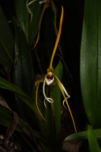 Maxillaria fractiflexa, photograph 2