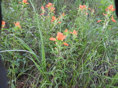 Castilleja durangensis