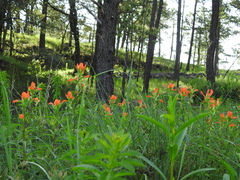 Castilleja durangensis