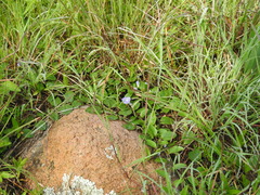 Evolvulus rotundifolius