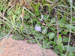 Evolvulus rotundifolius