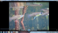 Gambusia rhizophorae