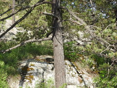Pinus cooperi