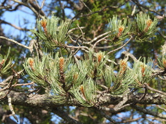 Pinus cooperi